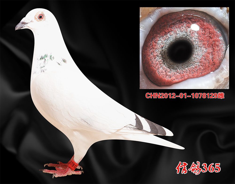 推送常见信鸽平台问题怎么解决_推送常见信鸽平台问题及建议_信鸽推送平台常见问题