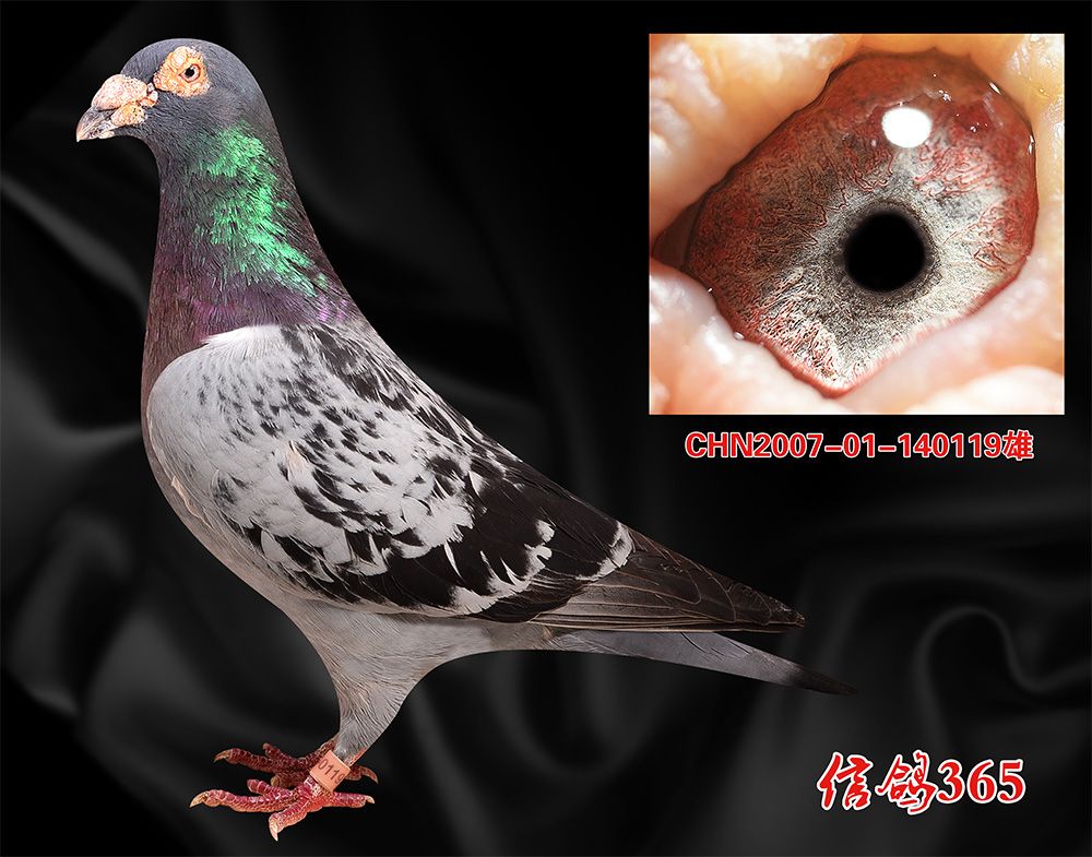 信鸽推送平台常见问题_推送常见信鸽平台问题及建议_推送常见信鸽平台问题怎么解决