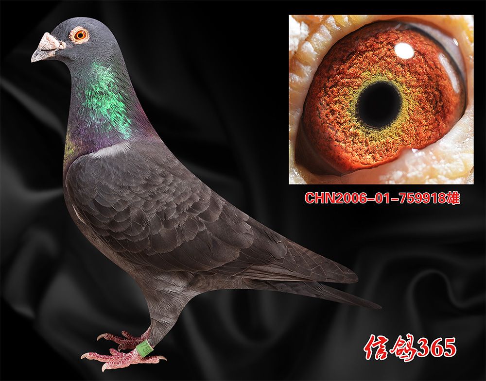 推送常见信鸽平台问题怎么解决_信鸽推送平台常见问题_推送常见信鸽平台问题及建议