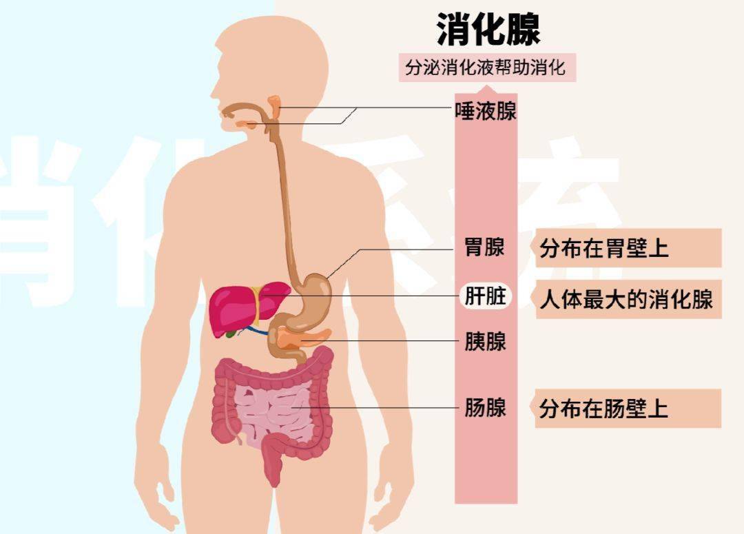 人体名称的妙用_人体名称的妙语_人体八大系统名称