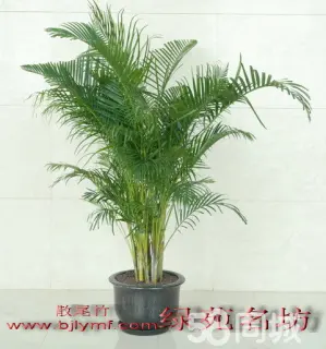 宜搜+软件客户端：简洁界面、高效搜索与个性化推荐，满足你的数字生活需求
