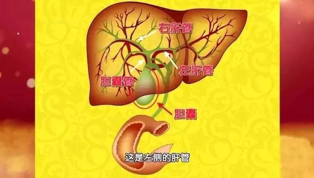 肝胆系统疾病的诊断与药物治疗_肝胆系统的疾病_肝胆系统疾病
