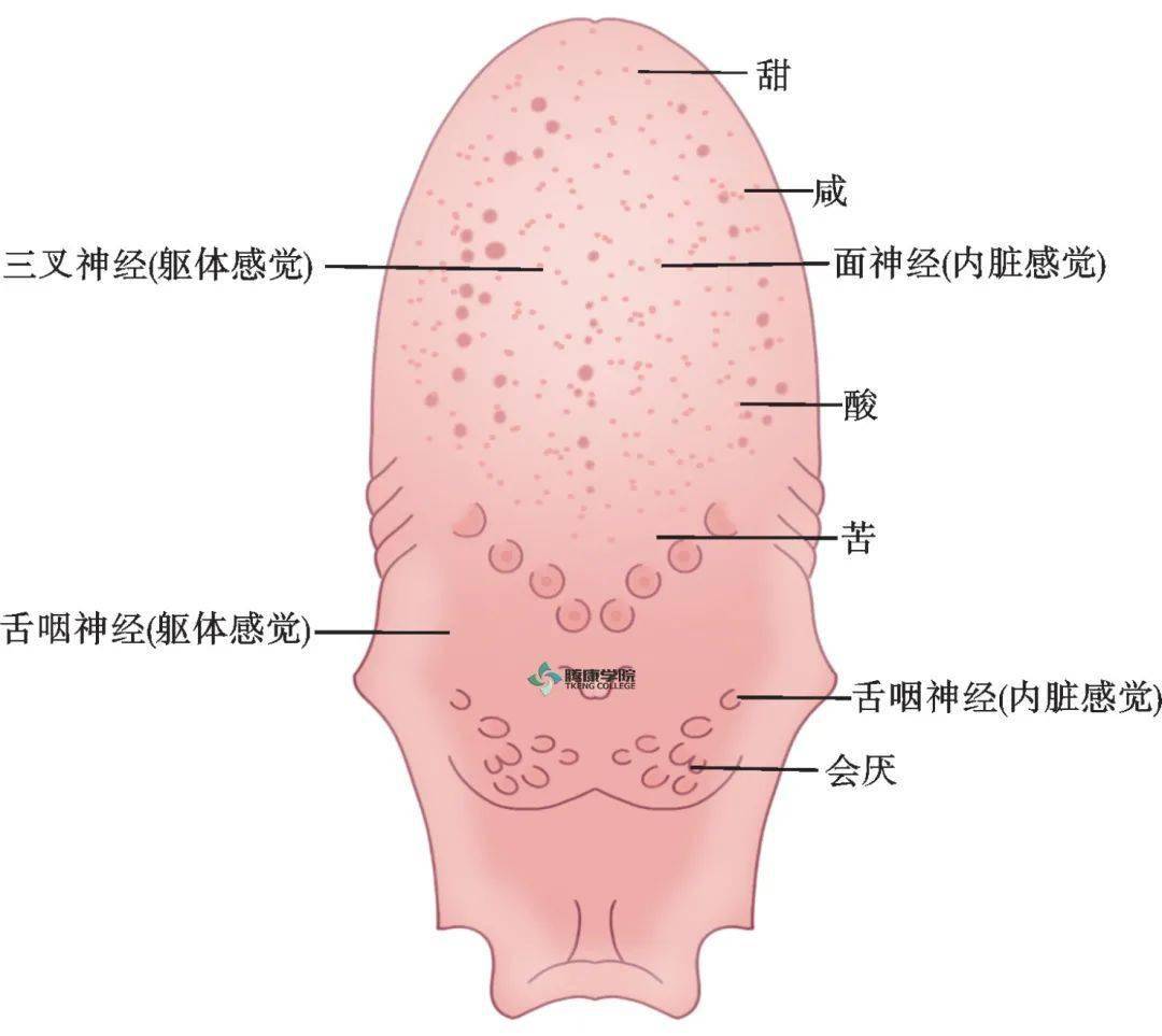 神经系统组成 结构图-探索大脑：神经纤维与神经核的神秘世界