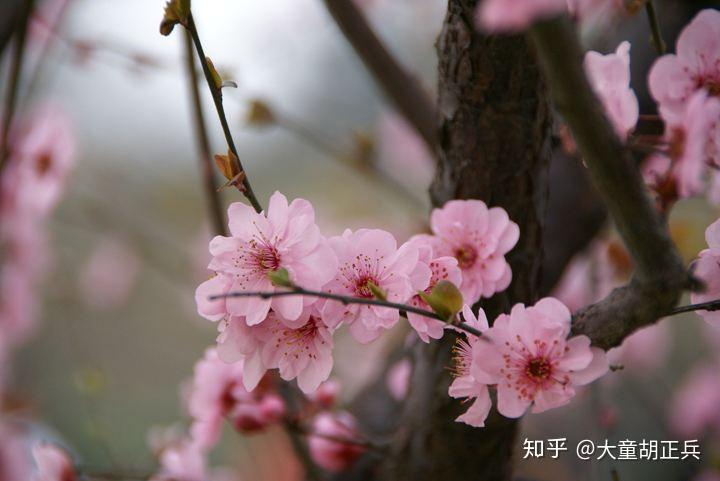迅雷升级程序_手机迅雷优化版_迅雷7xp系统优化工具
