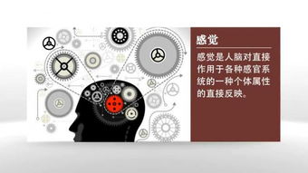 5大感官系统,视觉系统