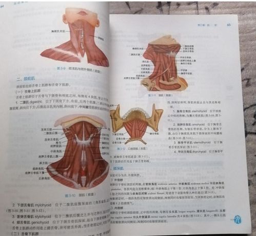 安卓系统解剖学考试题,考试题解与知识概览